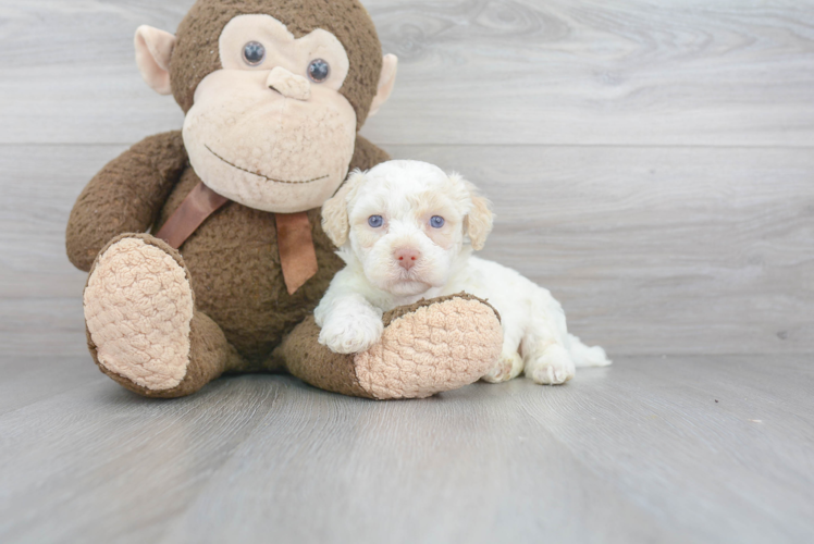 Best Poochon Baby