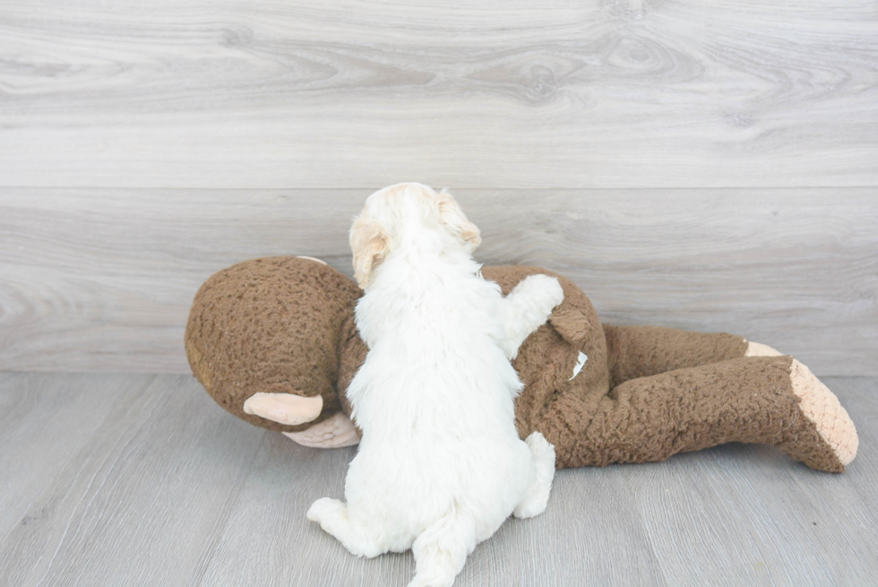 Fluffy Poochon Poodle Mix Pup