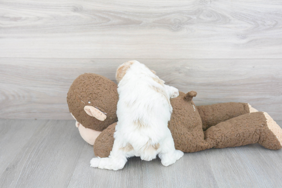 Friendly Poochon Baby