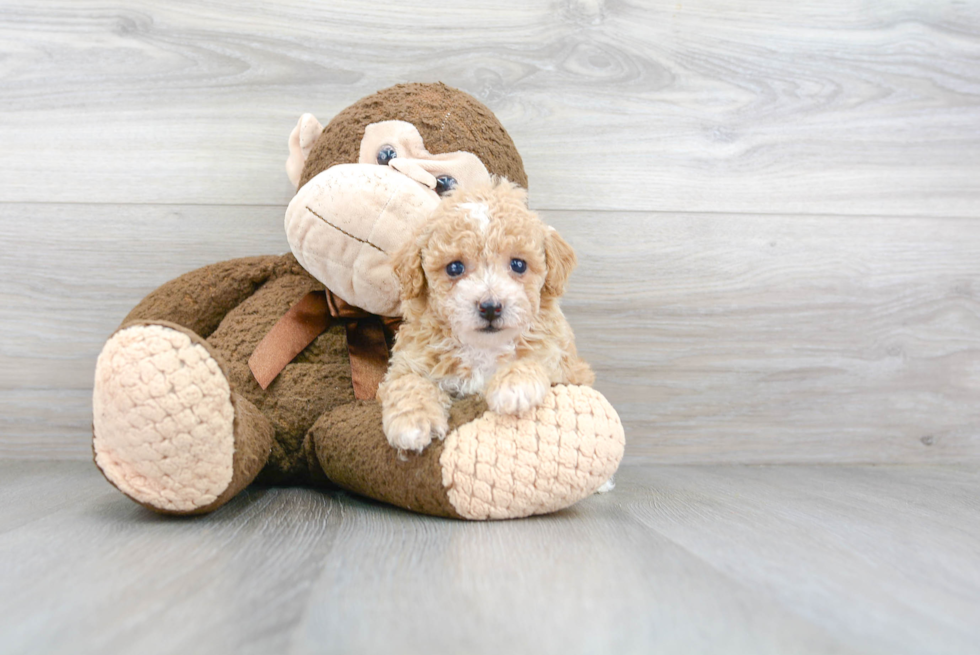 Happy Poochon Baby