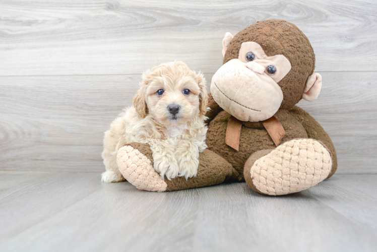 Adorable Bichpoo Poodle Mix Puppy