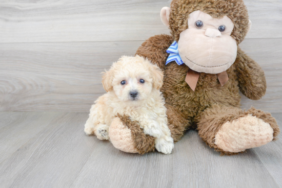 Popular Poochon Poodle Mix Pup