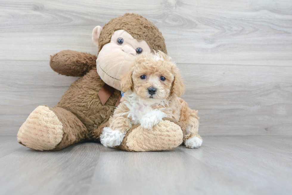 Adorable Bichpoo Poodle Mix Puppy