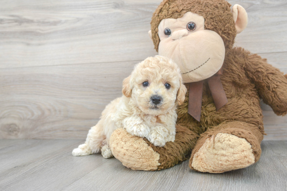 Poochon Pup Being Cute