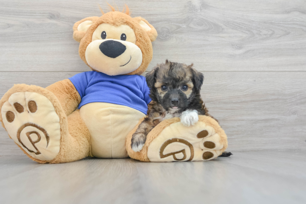 Playful Bichpoo Poodle Mix Puppy