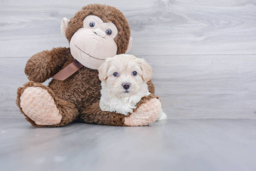 Poochon Pup Being Cute