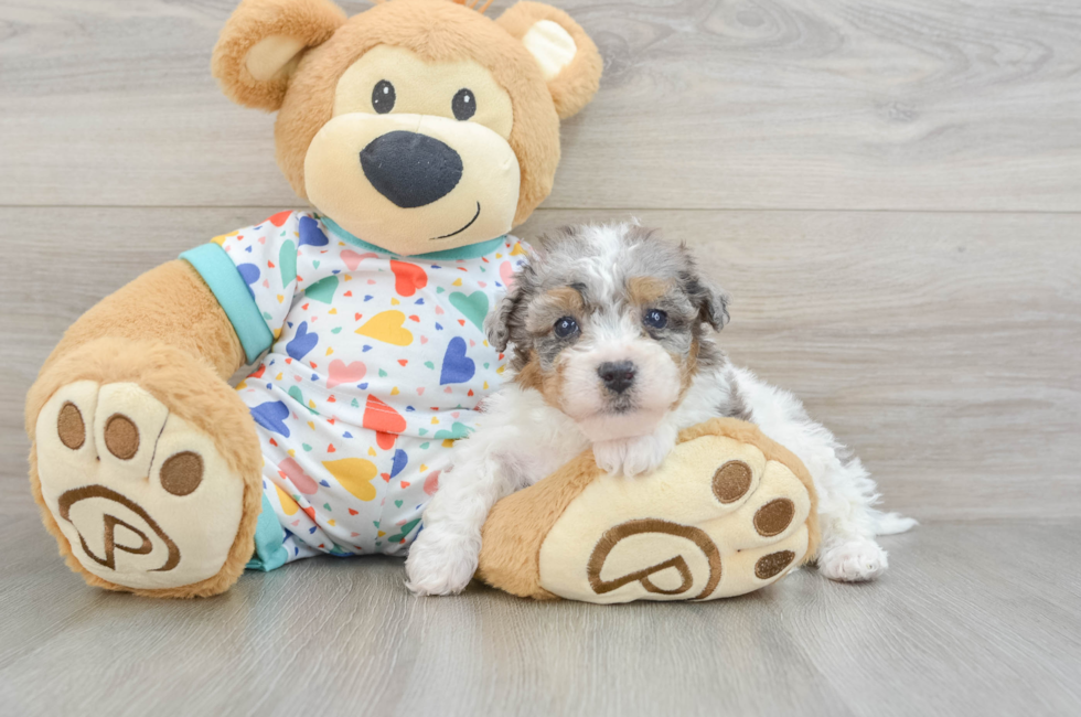 6 week old Poochon Puppy For Sale - Premier Pups