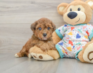 5 week old Poochon Puppy For Sale - Premier Pups