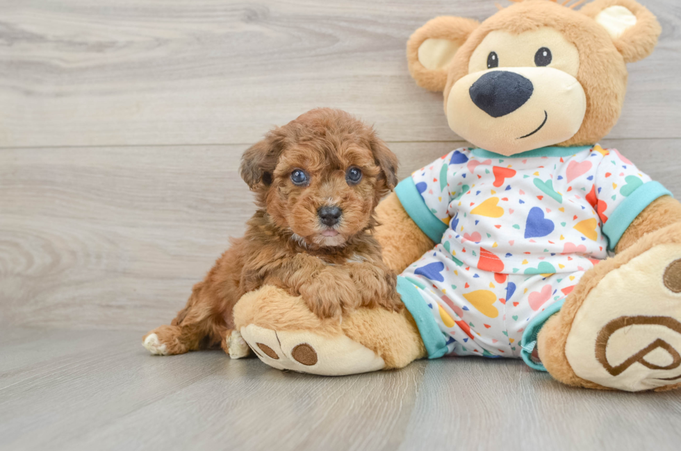 5 week old Poochon Puppy For Sale - Premier Pups