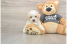 Poochon Puppy for Adoption