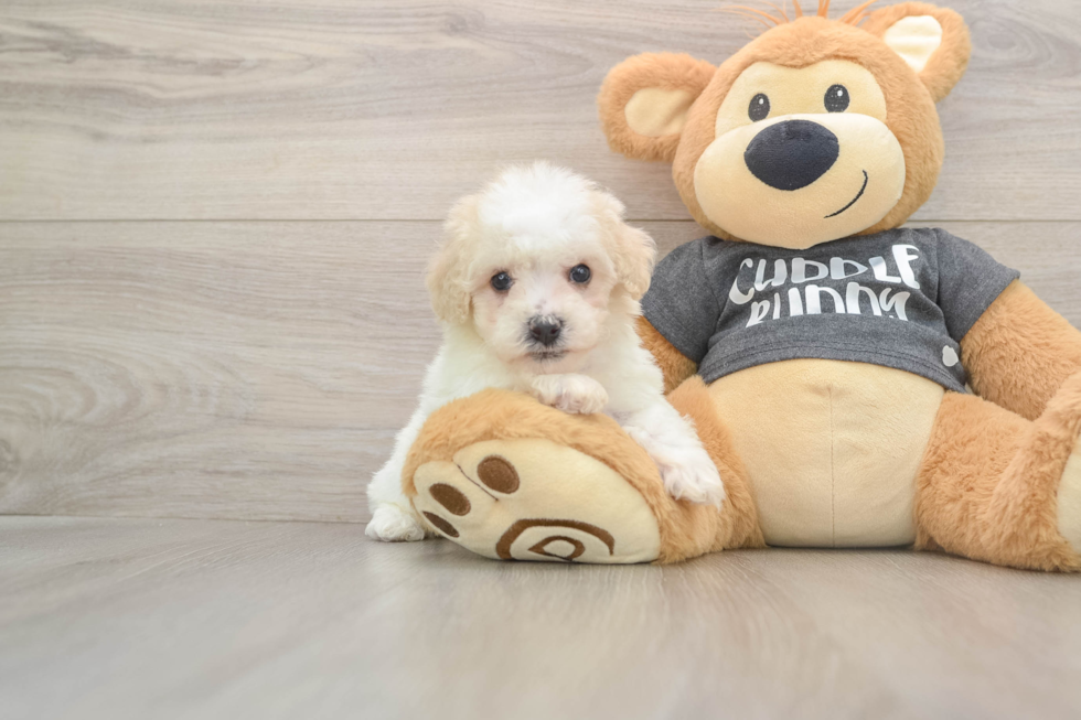 Poochon Puppy for Adoption