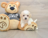 5 week old Poochon Puppy For Sale - Premier Pups