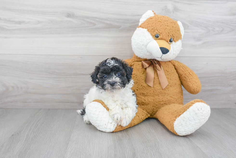 Playful Bichpoo Poodle Mix Puppy