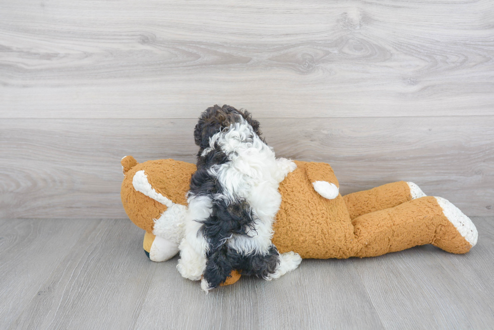 Little Bichpoo Poodle Mix Puppy