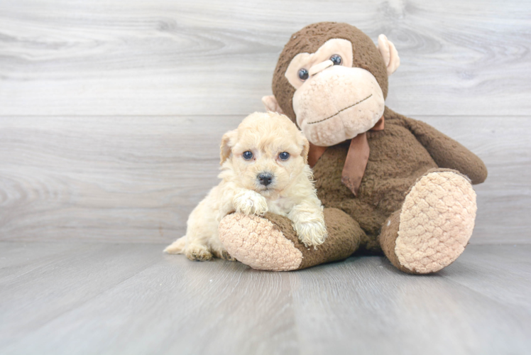 Best Poochon Baby