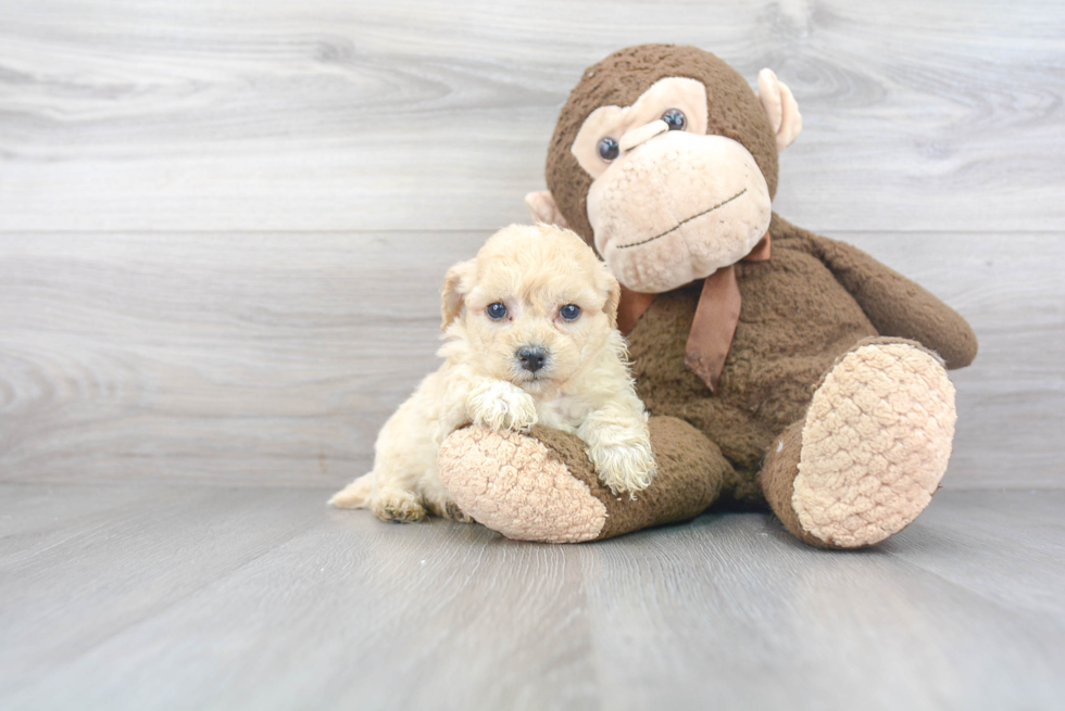 Best Poochon Baby