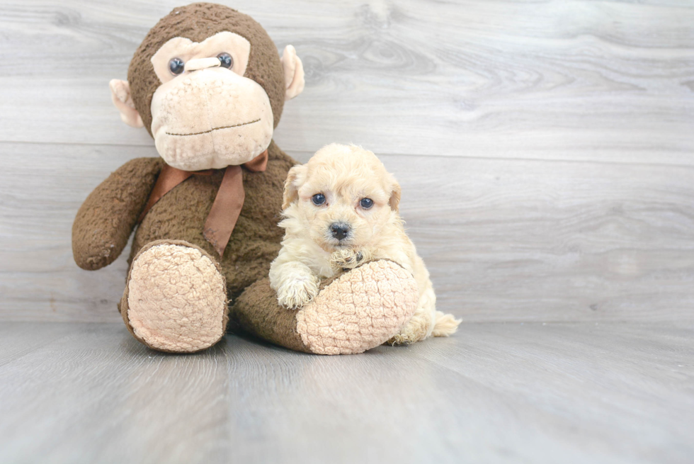 Petite Poochon Poodle Mix Pup
