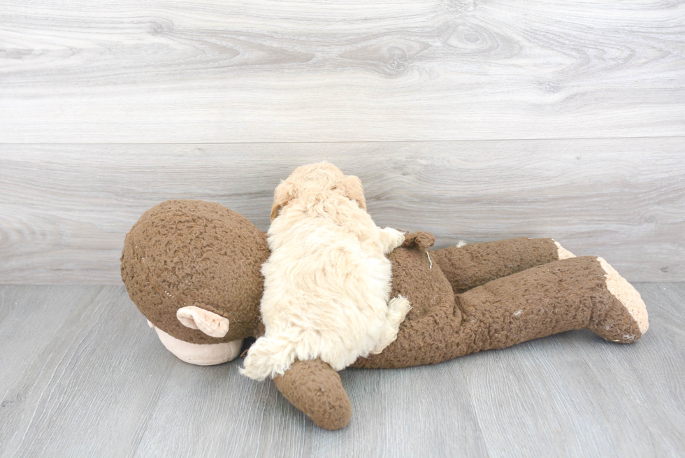 Fluffy Poochon Poodle Mix Pup