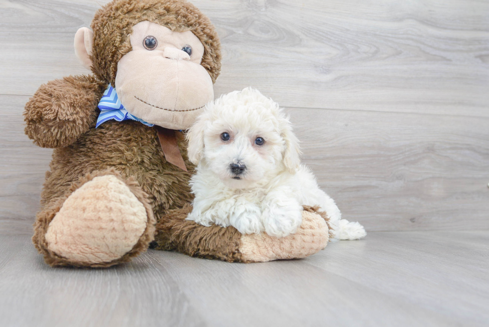 Poochon Pup Being Cute