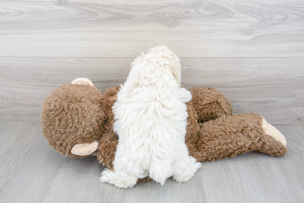 Cute Poochon Poodle Mix Pup
