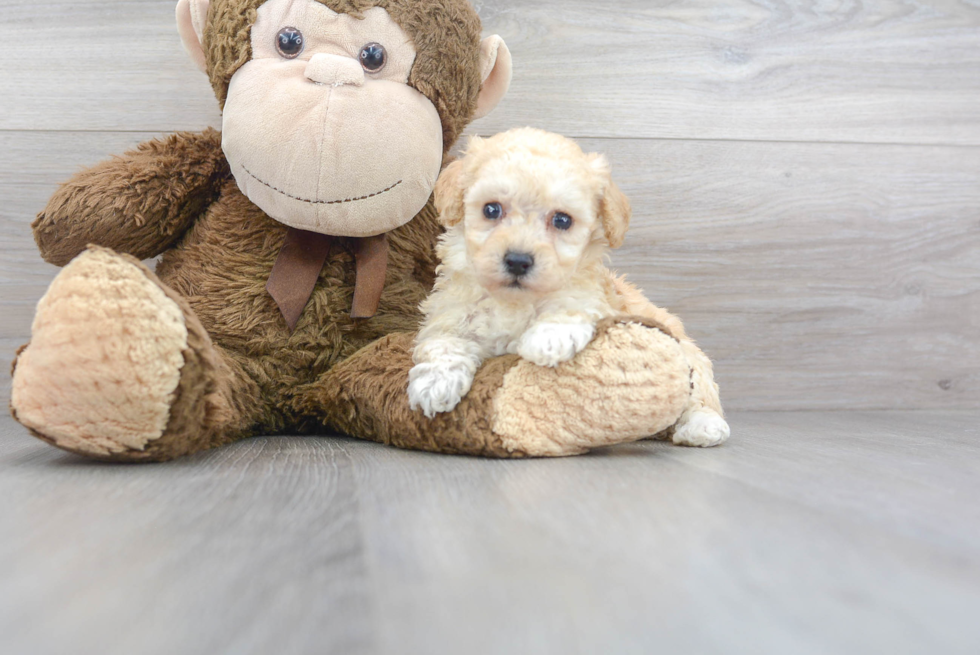 Petite Poochon Poodle Mix Pup