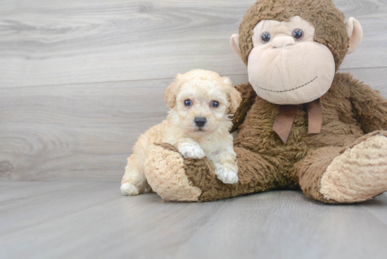 Friendly Poochon Baby