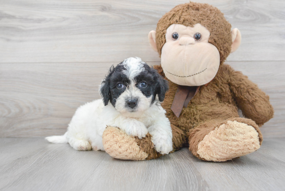 Poochon Puppy for Adoption