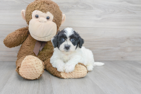 Friendly Poochon Baby