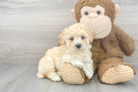 Friendly Poochon Baby