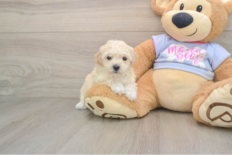 Smart Poochon Poodle Mix Pup