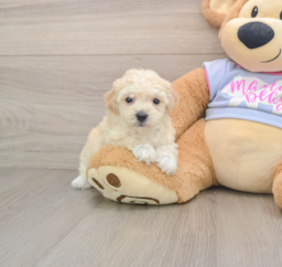 5 week old Poochon Puppy For Sale - Premier Pups