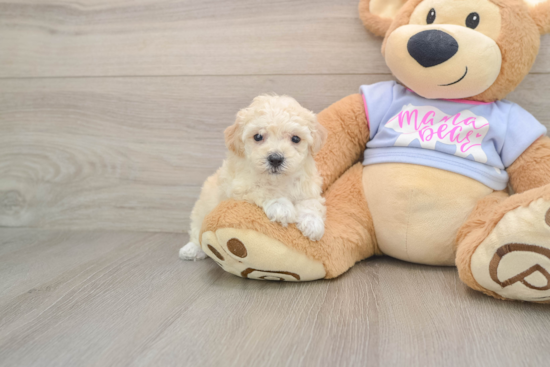 Smart Poochon Poodle Mix Pup