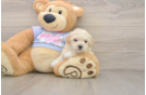 Poochon Pup Being Cute