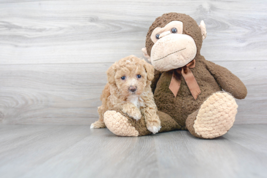 Hypoallergenic Bichpoo Poodle Mix Puppy