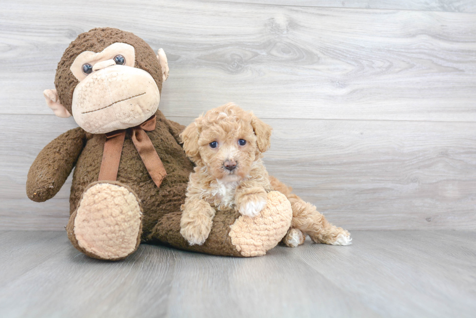 Poochon Pup Being Cute