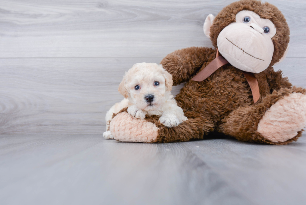 Poochon Pup Being Cute