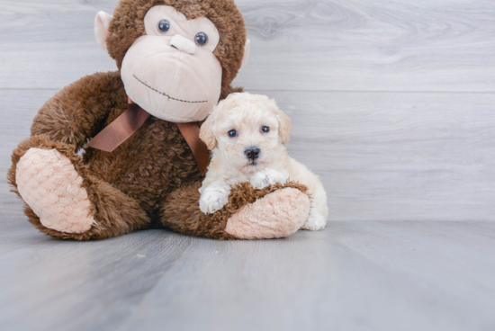 Poochon Pup Being Cute