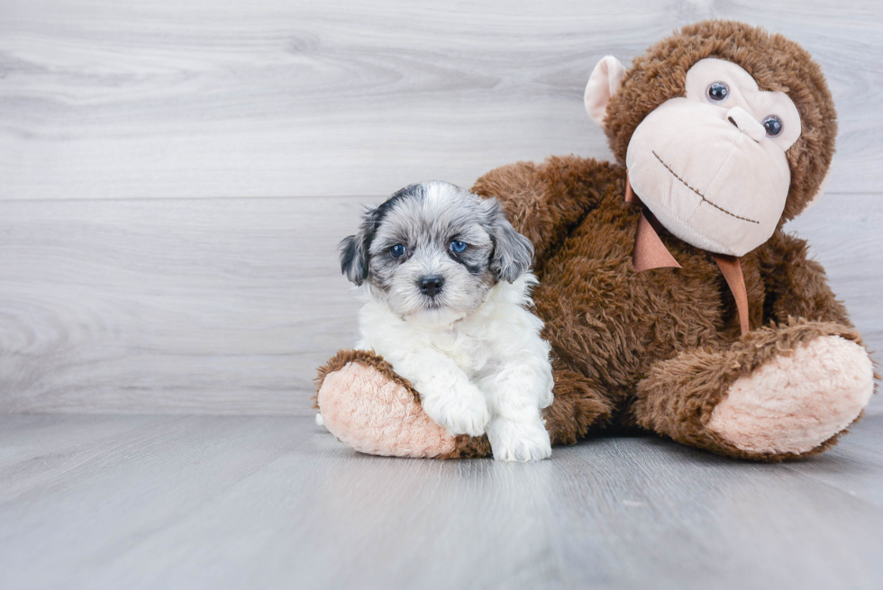 Playful Bichpoo Poodle Mix Puppy