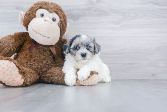 Petite Poochon Poodle Mix Pup