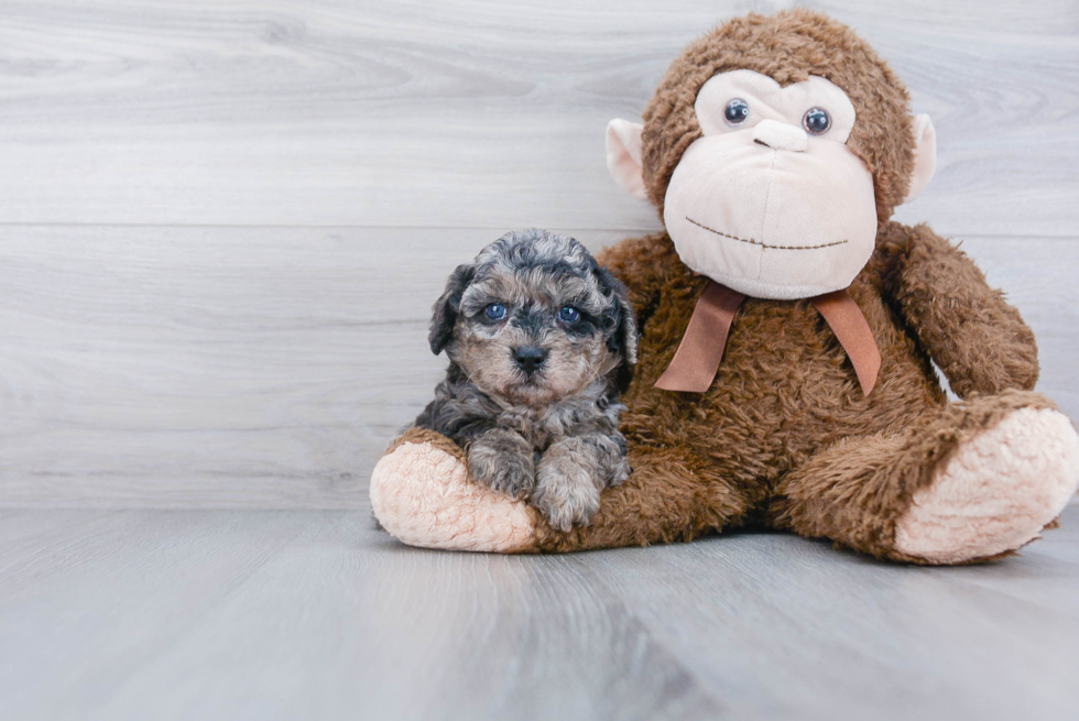 Friendly Poochon Baby