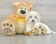 8 week old Poochon Puppy For Sale - Premier Pups