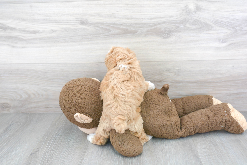 Fluffy Poochon Poodle Mix Pup