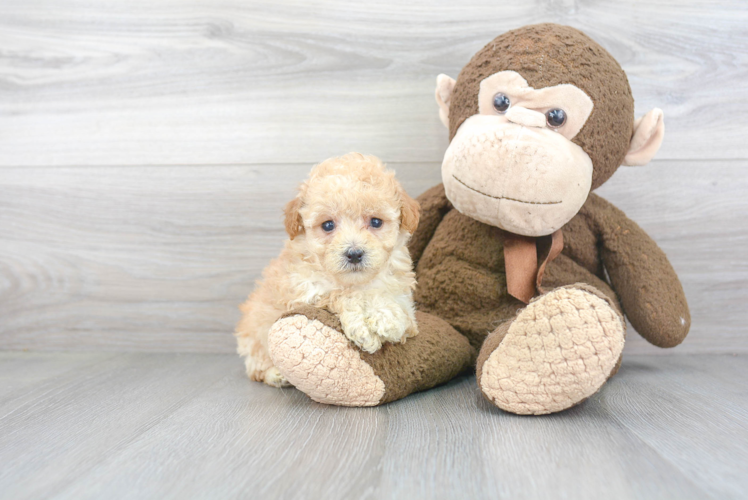 Petite Poochon Poodle Mix Pup