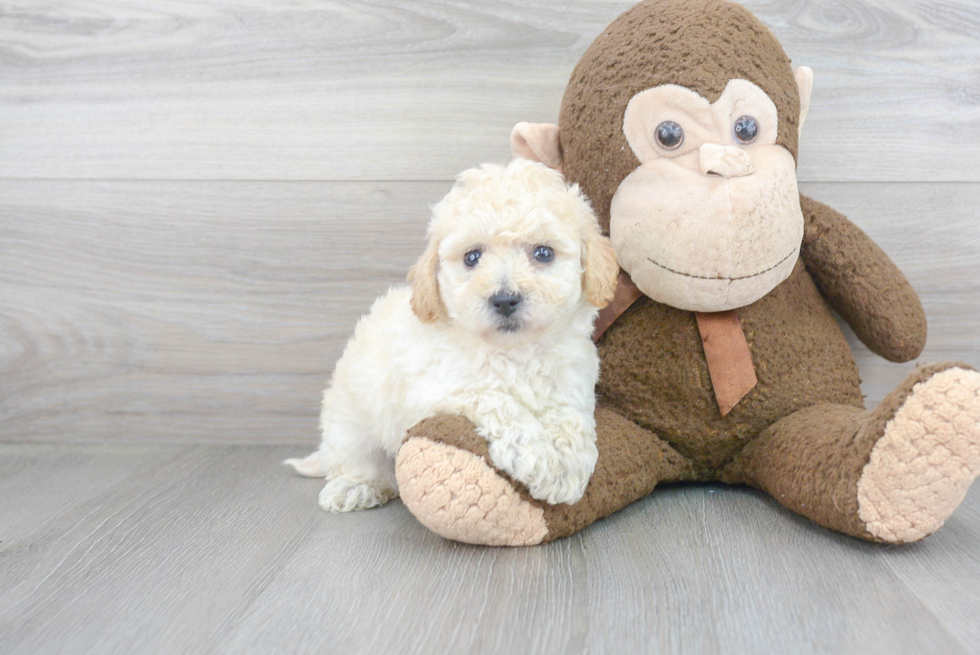 Little Bichpoo Poodle Mix Puppy