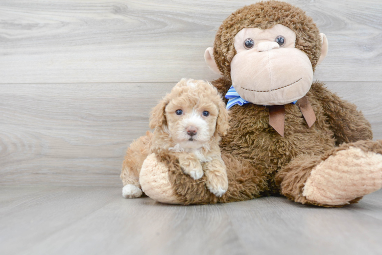 Playful Bichpoo Poodle Mix Puppy