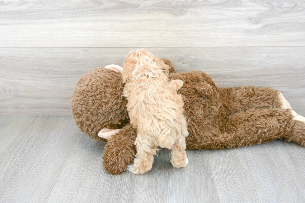 Funny Poochon Poodle Mix Pup