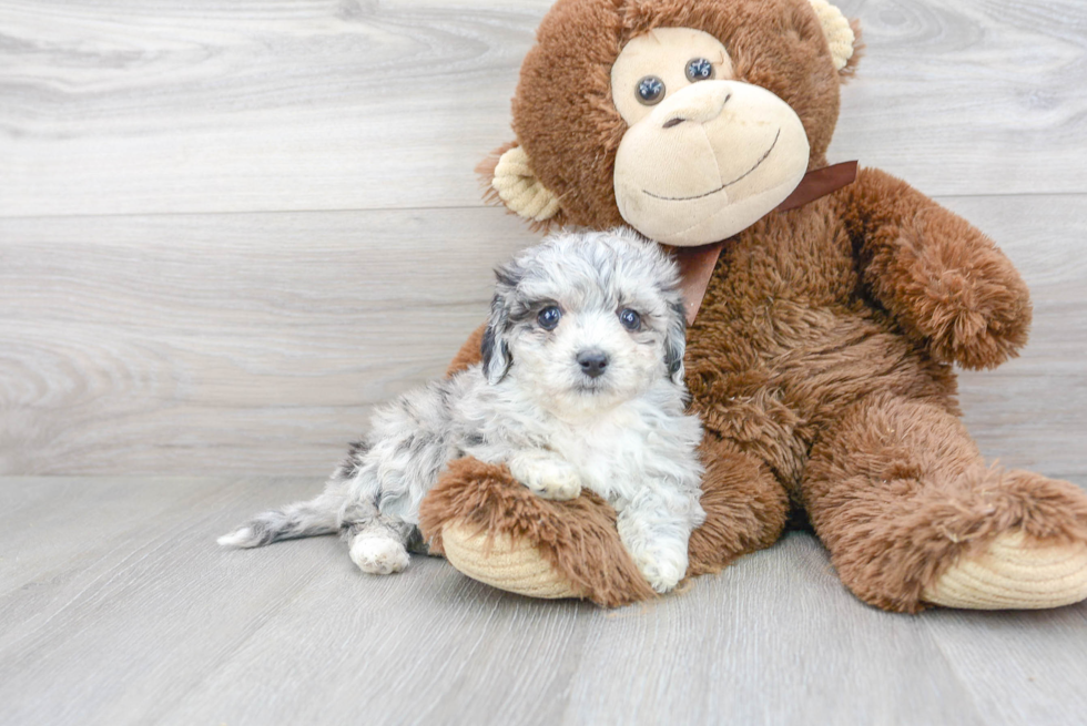 Cute Bichpoo Poodle Mix Puppy