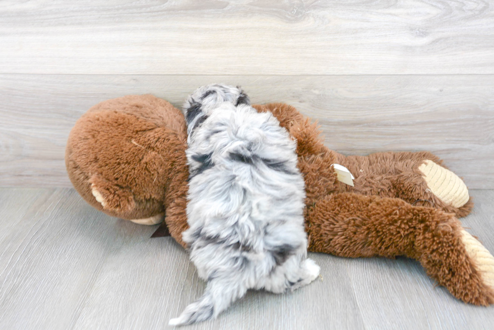 Cute Bichpoo Poodle Mix Puppy