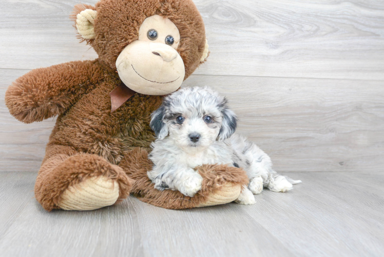 Poochon Puppy for Adoption