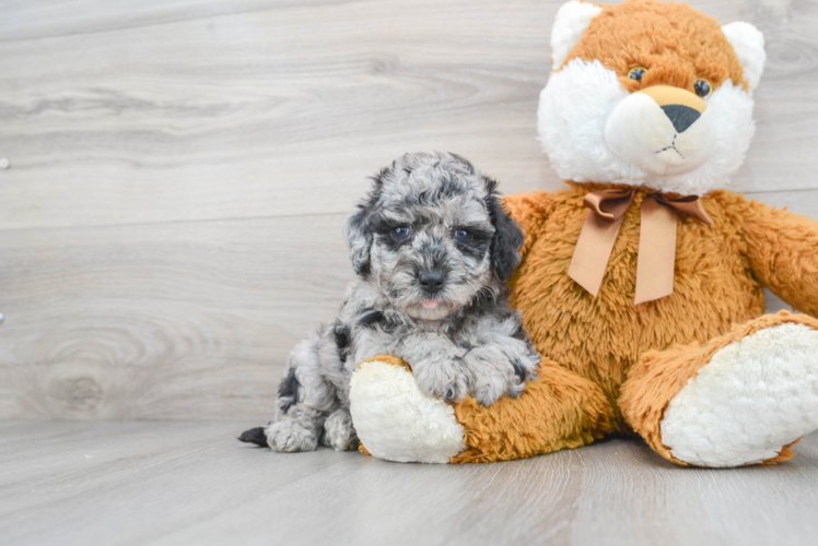 Adorable Bichpoo Poodle Mix Puppy